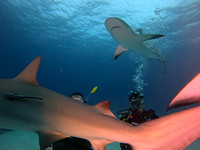 SharksL2_1.26.12