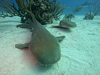 SharksL_1.3.2