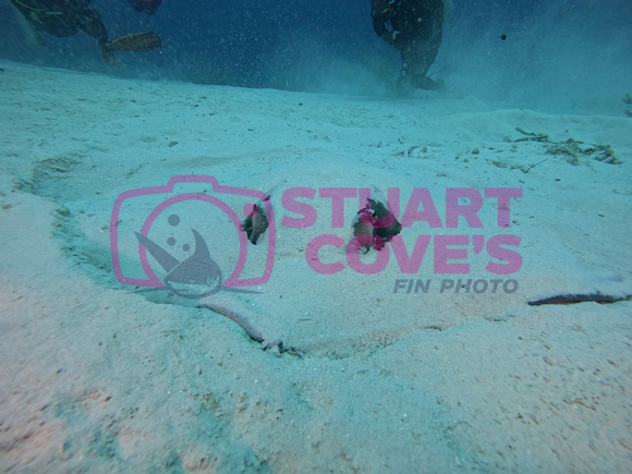 SharksLand_1.3.3