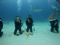 SharksLand_1.4.5