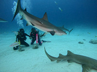 SharksLand_1.4.2