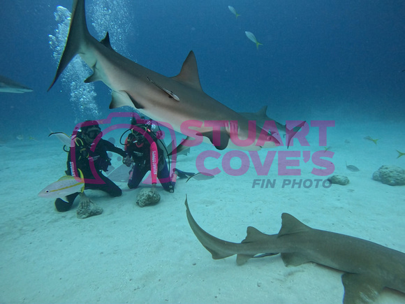 SharksLand_1.4.2