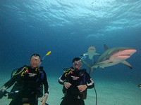 SharksL2_1.26.9
