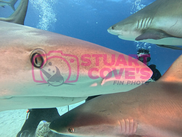SharksL_1.3.12