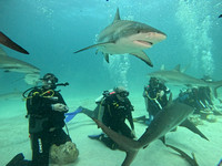 SharksL_1.5.6