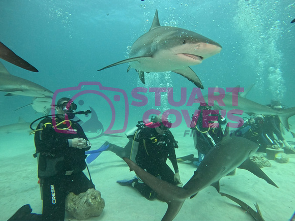 SharksL_1.5.6