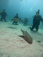 SharksVH_1.2.2