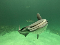 SharksGFL_1.1.5