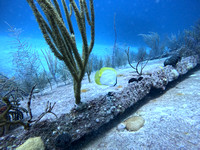 sharksL_1.4.11