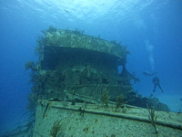 sharks_1.1.1