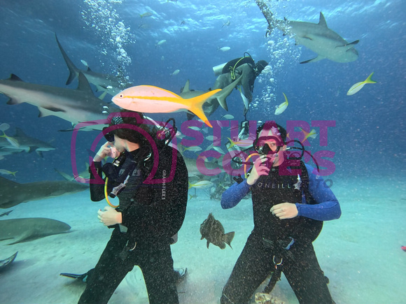 SharksL_1.1.15