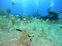 G0065918