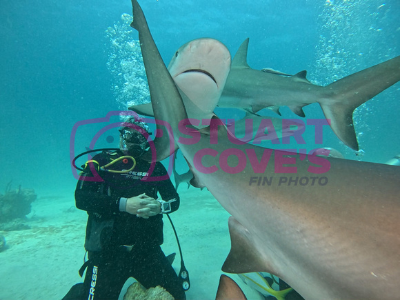 SharksL_1.5.19