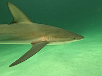 SharksGFL_1.2.6