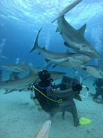 Sharks V_1.2.1
