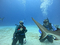 sharkzLand_1.33.1