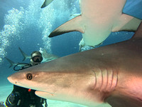 SharksLNDS_1.3.5