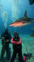 sharks_1.9.1