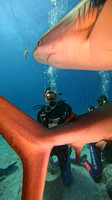 sharks_1.10.1