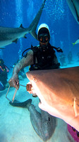 sharks_1.7.2