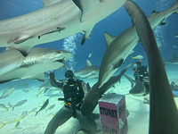 SharksL_1.1.7