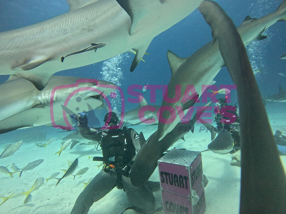 SharksL_1.1.7