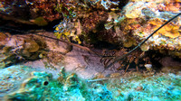 sharks_1.7.3