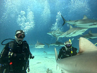 SharksLNDS_1.3.8