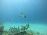 SharksL_1.6.1