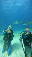 sharks_1.12.9