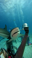 sharks_1.9.3