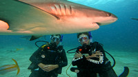 sharks_1.23.3