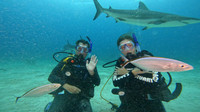 sharks_1.23.1