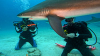 sharks_1.19.7