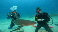 sharks_1.19.3