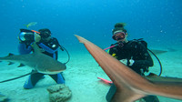 sharks_1.19.2