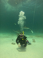 SharksLNDS_1.2.4
