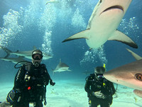 SharksLNDS_1.3.3