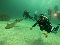 sharksL_1.3.5