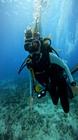 sharks_1.3.3