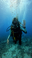 sharks_1.3.1