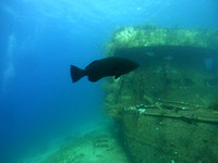 G0023728