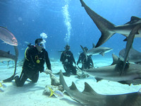 SharksL_1.2.6