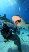 sharks_1.4.15