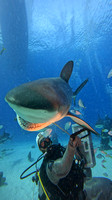 sharks_1.8.3