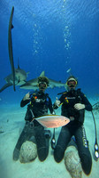 sharks_1.6.12