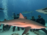 Sharks11L_1.2.5