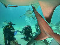 SharksL_1.5.5