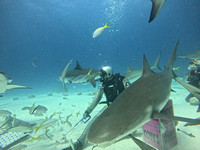 SharksL_1.1.3