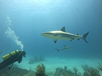 SharksL_1.6.3